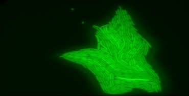 bio_image