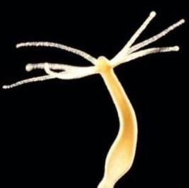 image can not be displayed